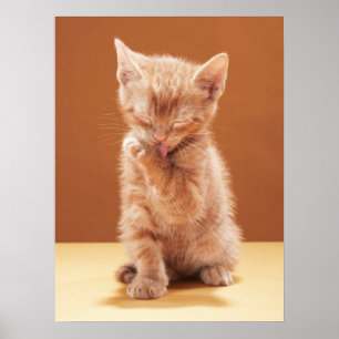 Poster Animaux de bébés cutest Orange Tabby Kitten