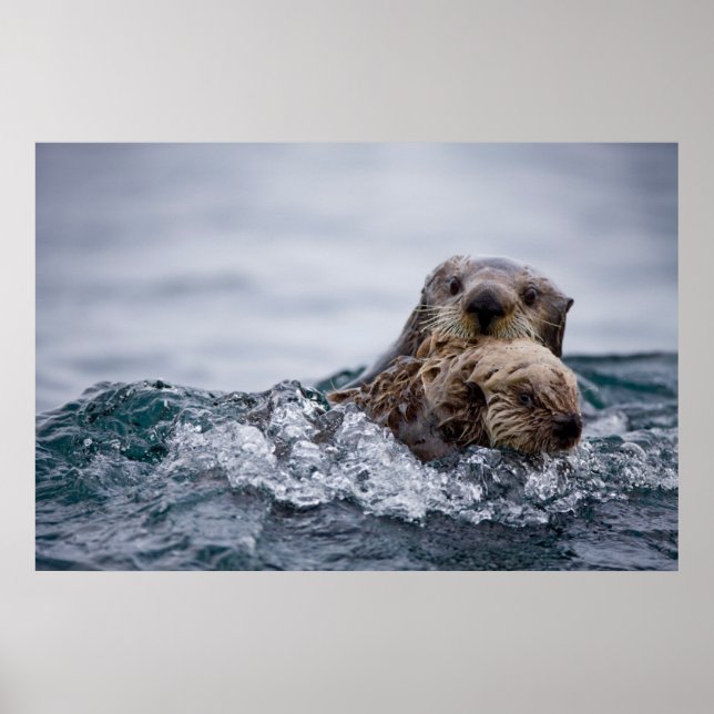 Poster Animaux de bébés cutest | Otter Baby & Mère (Devant)