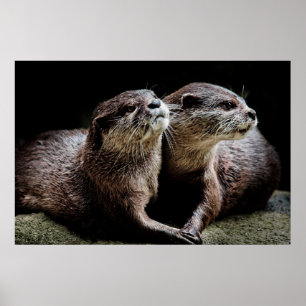 Poster Animaux de bébés cutest   Otters tenant les mains
