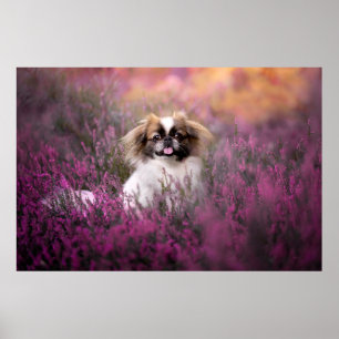 Poster Animaux de bébés cutest   Pekingese Puppy