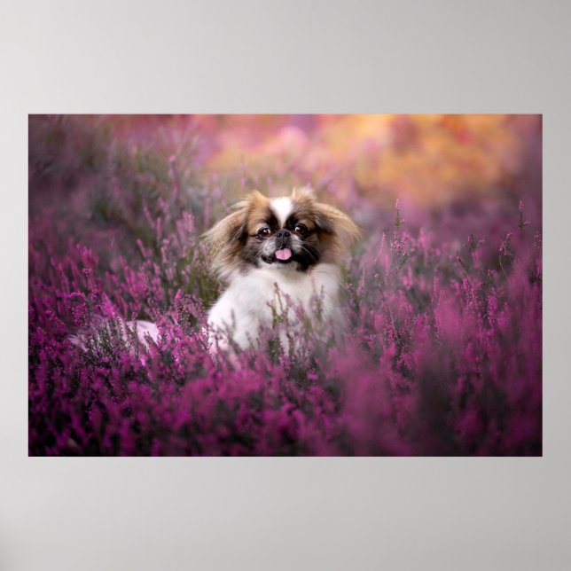 Poster Animaux de bébés cutest | Pekingese Puppy (Devant)