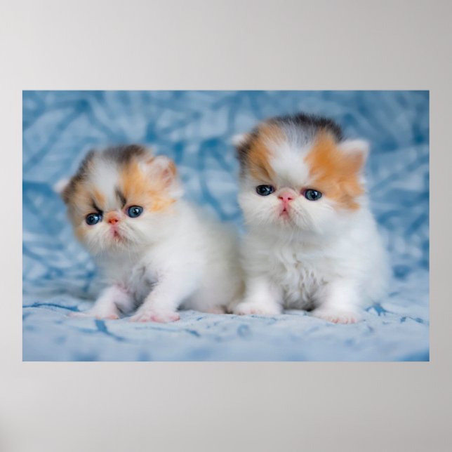 Poster Animaux de bébés cutest | Persian Calico Kitten (Devant)