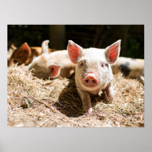 Poster Animaux de bébés cutest   Piglet bébé mignon