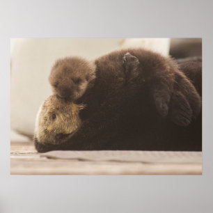 Poster Animaux de bébés cutest Pompe Otter nouveau-né