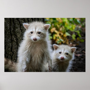 Poster Animaux de bébés cutest   Raccoons jeunes blonds