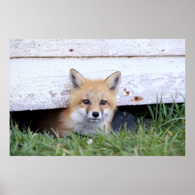 Poster Animaux de bébés cutest | Red Fox Kit Peeking (Devant)