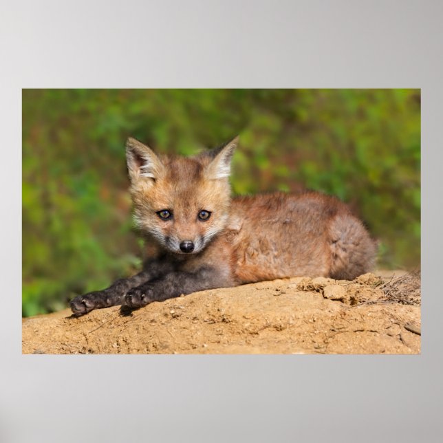 Poster Animaux de bébés cutest | Red Fox Pup (Devant)
