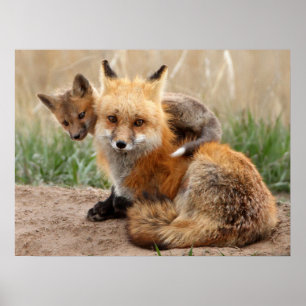 Poster Animaux de bébés cutest   Renard rouge et bébé