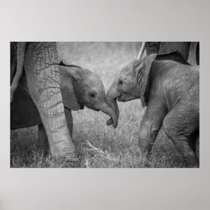 Poster Animaux de bébés cutest Salutation des éléphants