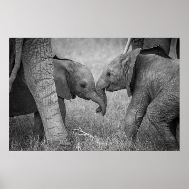 Poster Animaux de bébés cutest | Salutation des éléphants (Devant)