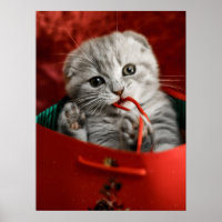 Animaux de bébés cutest | Scottish Fold Kitten
