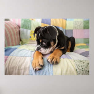 Poster Animaux de bébés cutest   Shy Old English Bulldog
