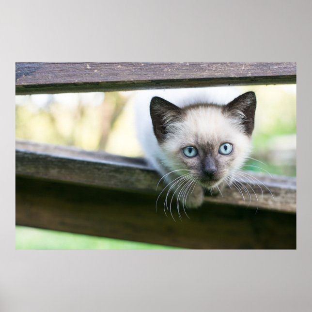 Poster Animaux de bébés cutest | Siamese Kitten 2 (Devant)