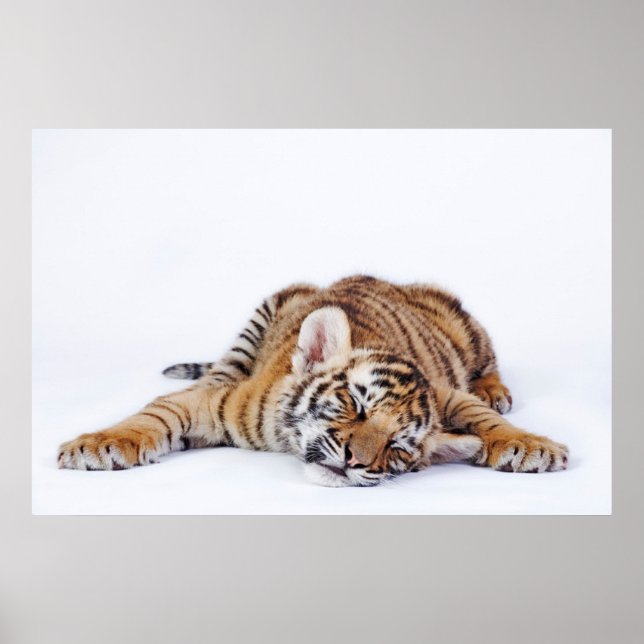 Poster Animaux de bébés cutest | Sleepy Baby Tiger Cub (Devant)