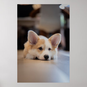 Poster Animaux de bébés cutest Sleepy Corgi Puppy