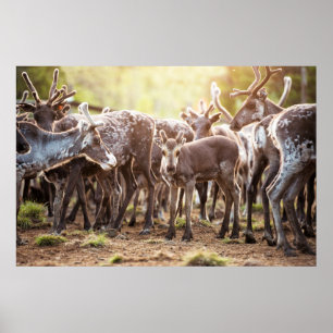 Poster Animaux de bébés cutest Svalbard Reindeer