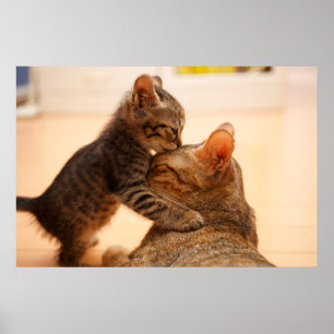 Poster Animaux de bébés cutest   Tabby Kitten Kiss