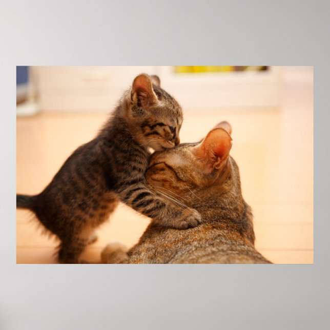 Poster Animaux de bébés cutest | Tabby Kitten Kiss (Devant)