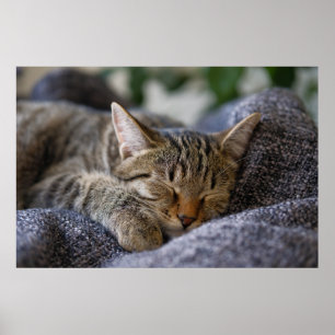 Poster Animaux de bébés cutest Tabby Kitten Sommeil