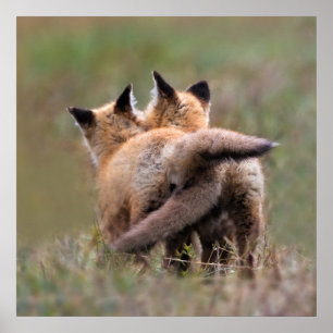 Poster Animaux de bébés cutest   Tails de verrouillage de