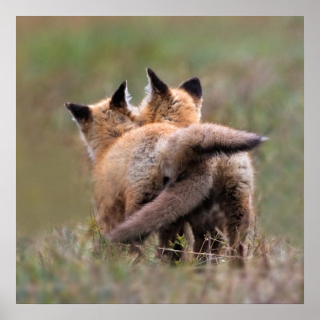 Poster Animaux de bébés cutest | Tails de verrouillage de (Devant)
