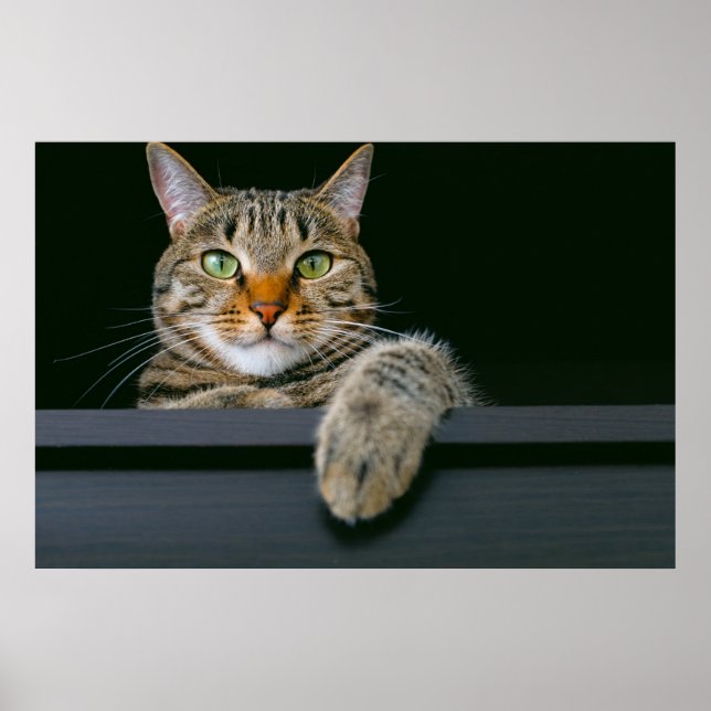 Poster Animaux de bébés cutest | Tête de chat gris Tabby (Devant)