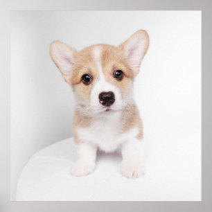 Poster Animaux de bébés cutest   Tiny Corgi