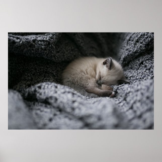 Poster Animaux de bébés cutest | Tiny Kitten Dormir (Devant)