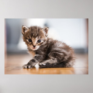 Poster Animaux de bébés cutest Tiny Tabby Kitten
