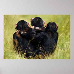 Poster Animaux de bébés cutest   Trois chimpanzés en trai