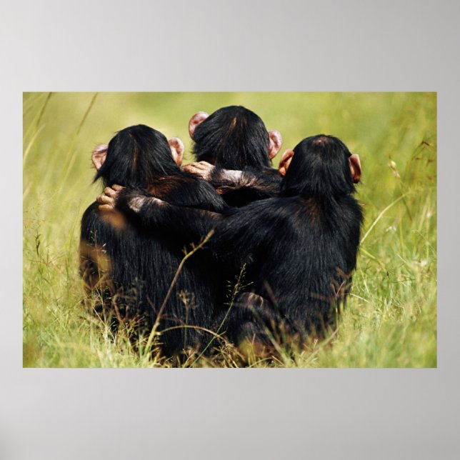 Poster Animaux de bébés cutest | Trois chimpanzés en trai (Devant)