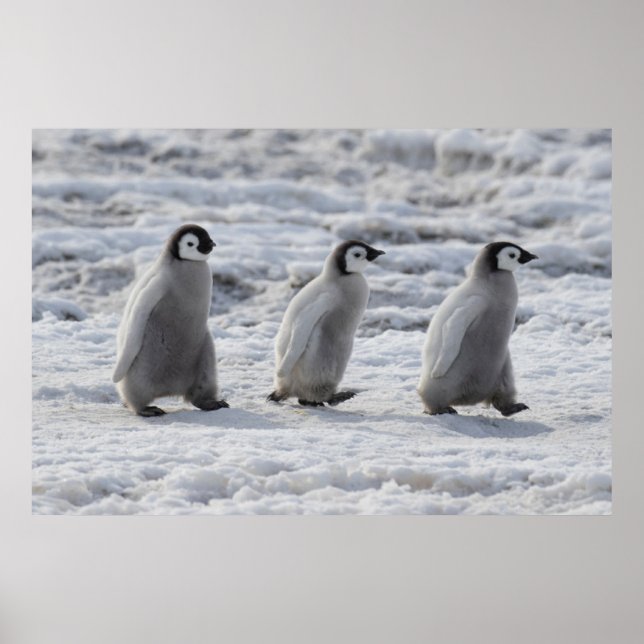 Poster Animaux de bébés cutest | Trois Épouses Penguin Em (Devant)