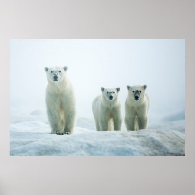 Poster Animaux de bébés cutest | Trois jeunes ours polair (Devant)