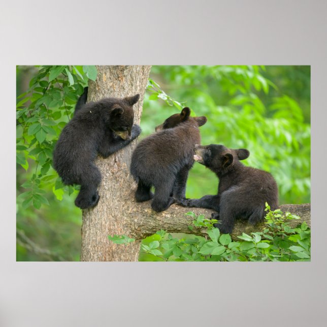 Poster Animaux de bébés cutest | Trois jeunes petits ours (Devant)