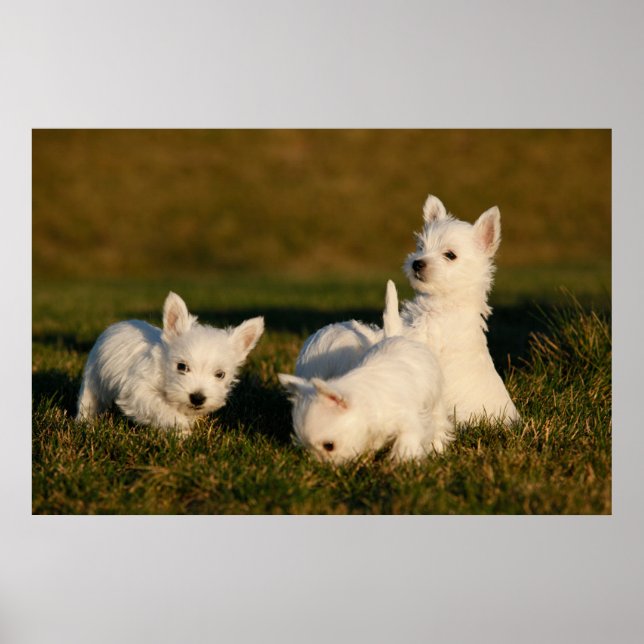 Poster Animaux de bébés cutest | West Highland White Terr (Devant)