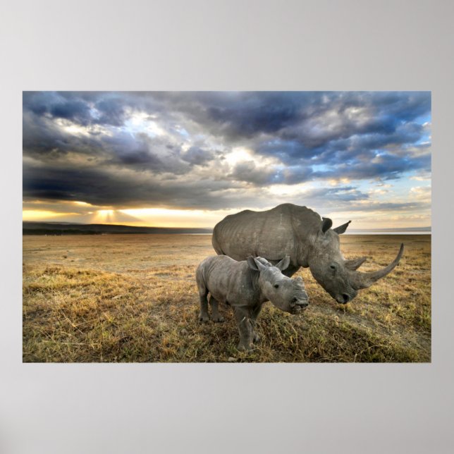 Poster Animaux de bébés cutest | White Rhino & Calf (Devant)