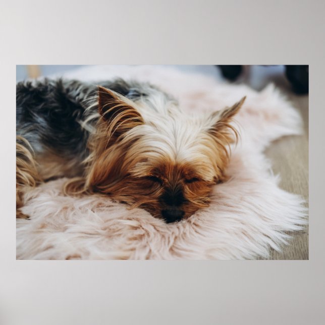 Poster Animaux de bébés cutest | Yorkshire Terrier (Devant)