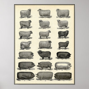 Poster Animaux de ferme vintages