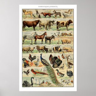 Poster Animaux de ferme vintages Éducation scientifique V