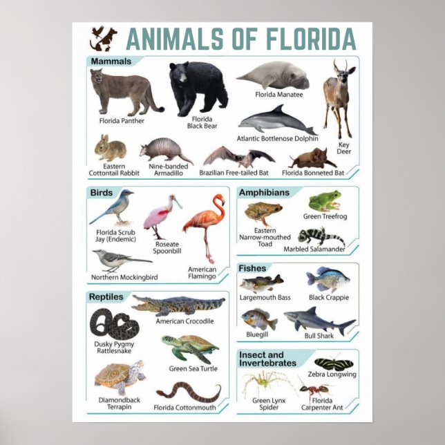 Poster Animaux de floride, floride usa wild lide (Devant)