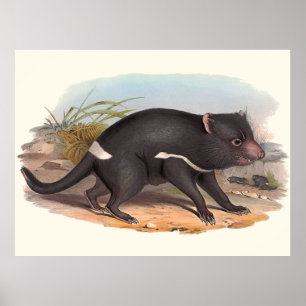 Poster Animaux de l'Australie le diable tasmanien