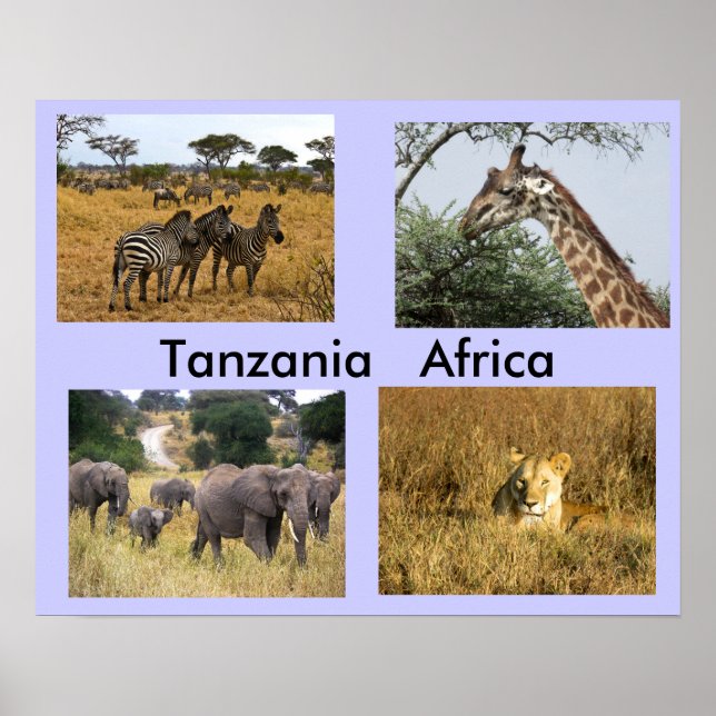 Poster Animaux de Tanzanie Afrique (Devant)