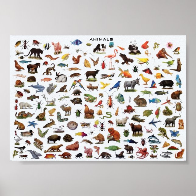 Poster Animaux éducatifs (Devant)