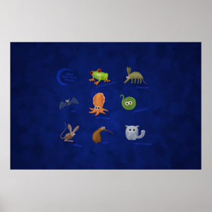 Poster Animaux nocturnes