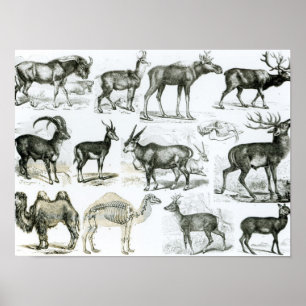 Poster Animaux non galata ou à toit