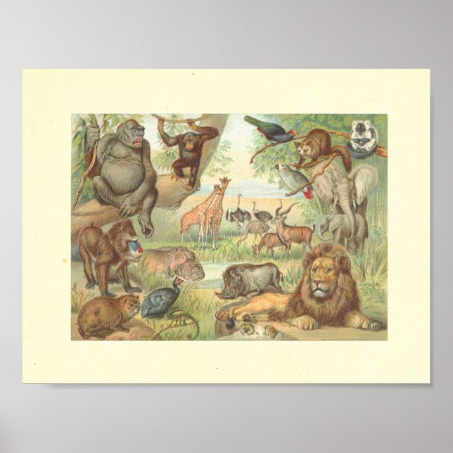 Poster Animaux sauvages d'Afrique (Devant)