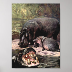 Poster Animaux sauvages vintage, Hippopotame par CE Swan