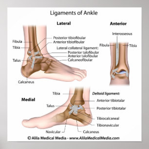 Poster Ankle ligaments, labeled drawing.