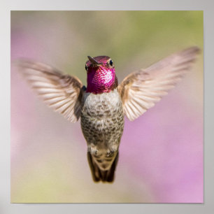 Poster Anna's Hummingbird Beautiful Pink, Purple & Green