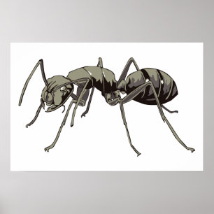 Poster Ant
